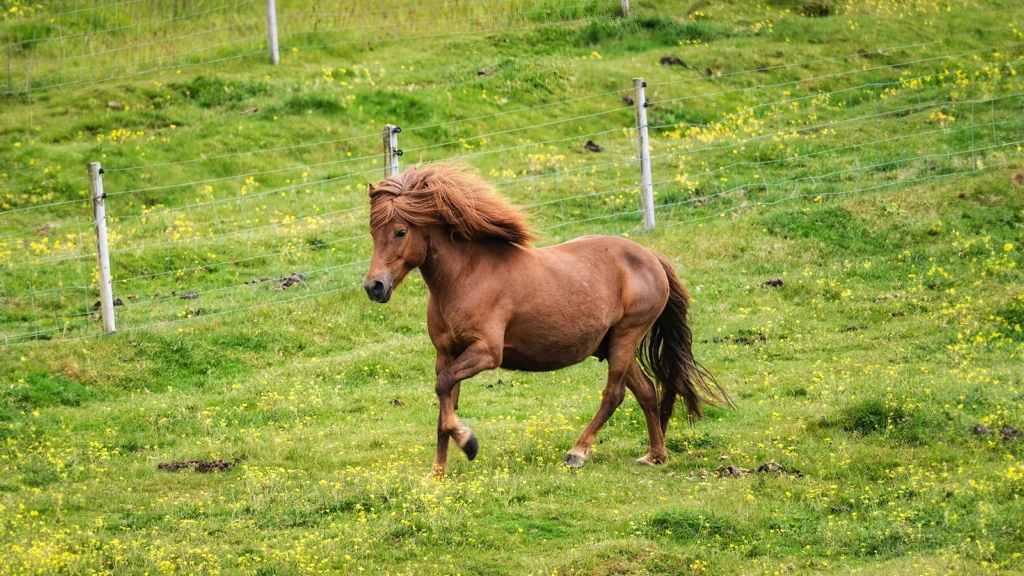 Caballo islandés trotando en tölt en un prado de Islandia