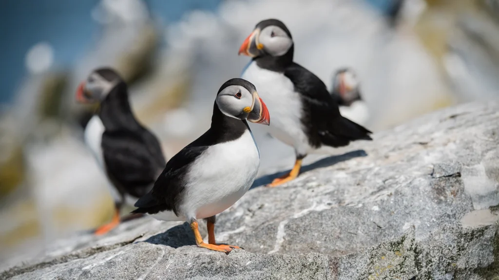 Frailecillos atlánticos en Dyrhólaey, al sur de Islandia