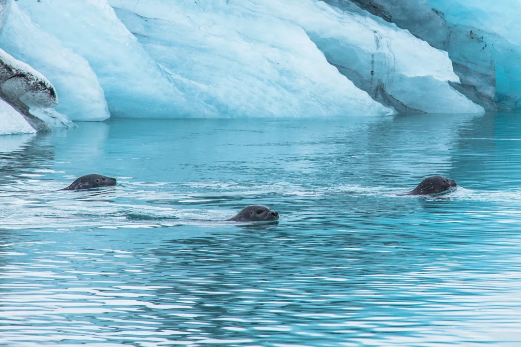 Focas nadando entre icebergs en la laguna glaciar Jökulsárlón Islandia