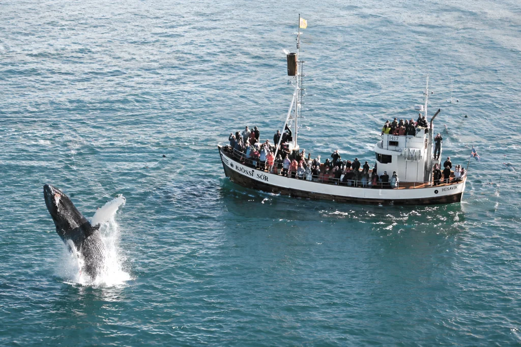 Ballena saltando junto a barco de avistamiento de ballenas en Húsavík Islandia