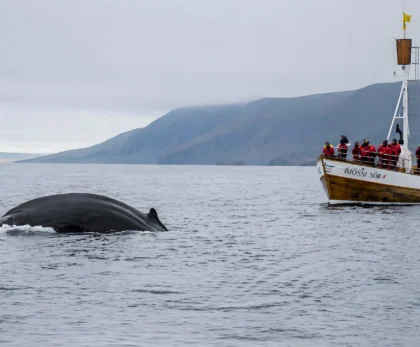 Ballena emergiendo junto a barco de avistamiento en Húsavík Islandia