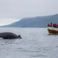 husavik avistamiento ballenas barco islandia 85x85