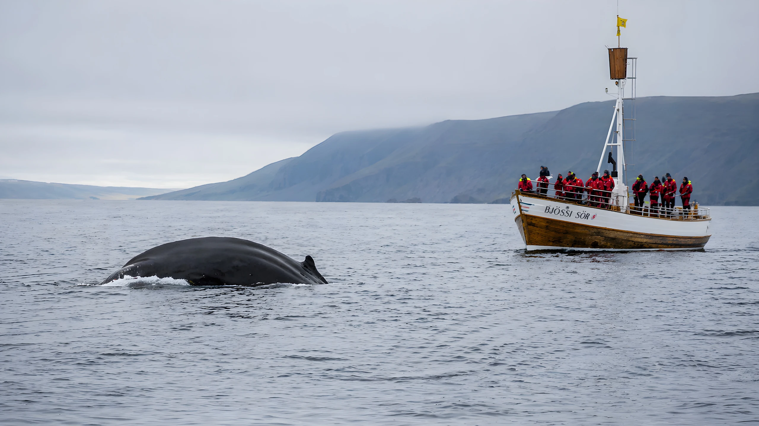 Ballena emergiendo junto a barco de avistamiento en Húsavík Islandia