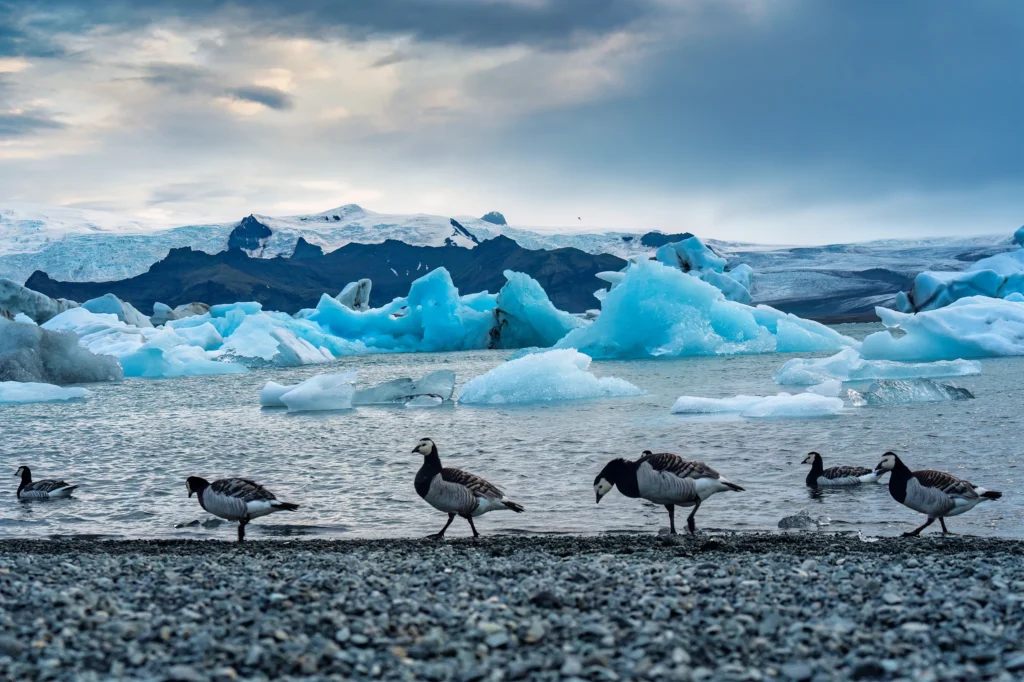 Laguna glaciar Jökulsárlón con icebergs azules y aves en Islandia