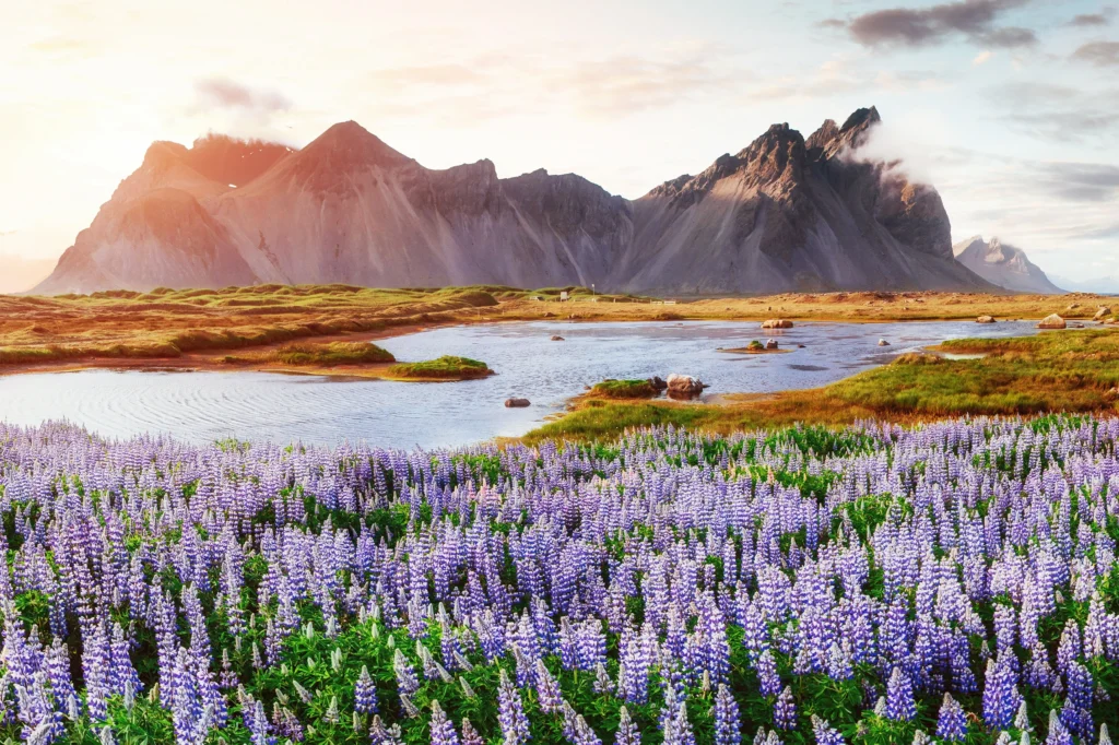 Campo de lupinos en Stokksnes con montañas de Vestrahorn al atardecer en Islandia