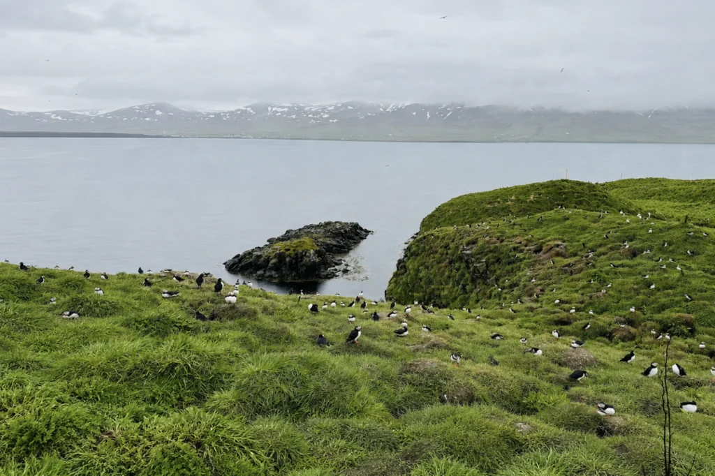 Colonia de frailecillos en acantilados verdes de Borgarfjörður Eystri con vistas al mar en Islandia