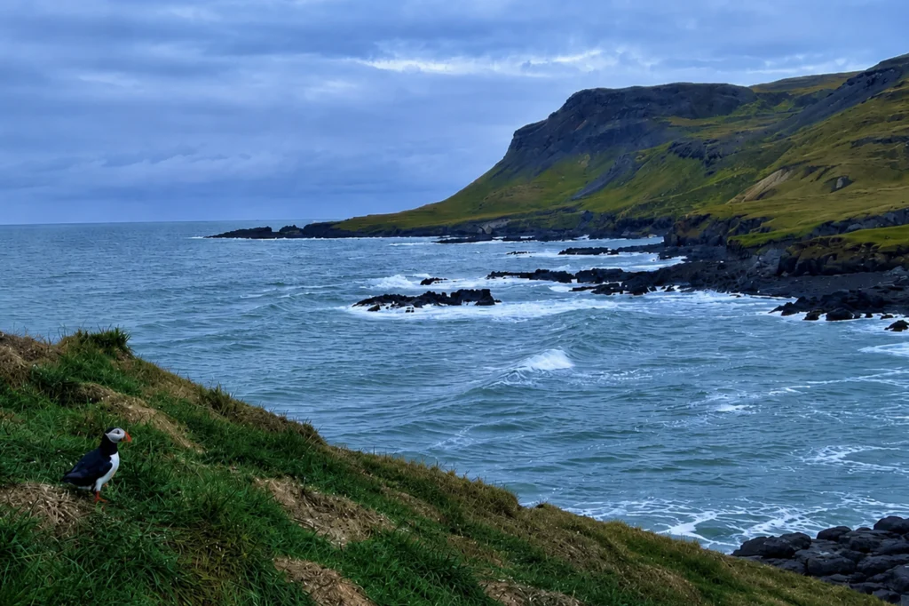 Frailecillo en la costa de Borgarfjörður Eystri con acantilados y mar en el este de Islandia