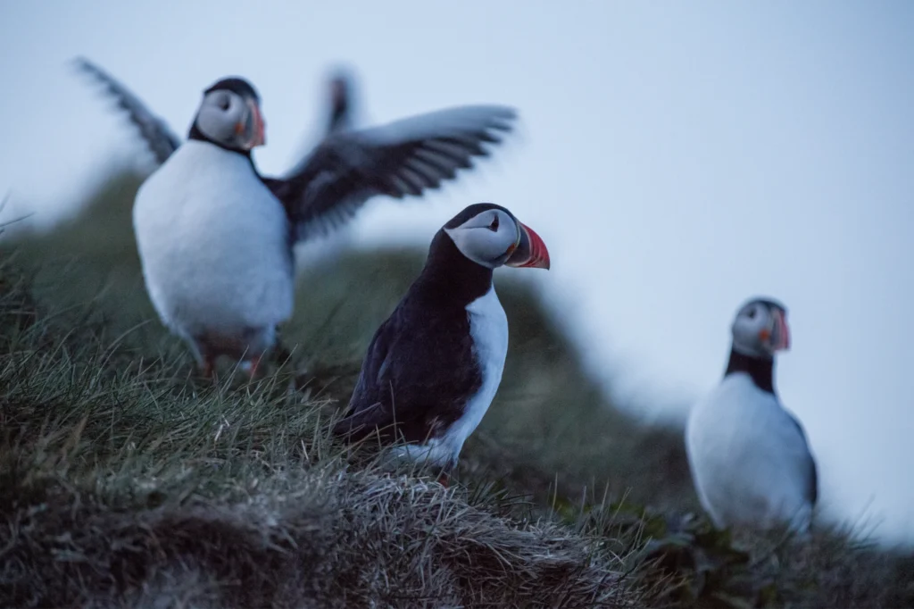 Frailecillos en acantilado de Borgarfjörður Eystri en Islandia durante el atardecer
