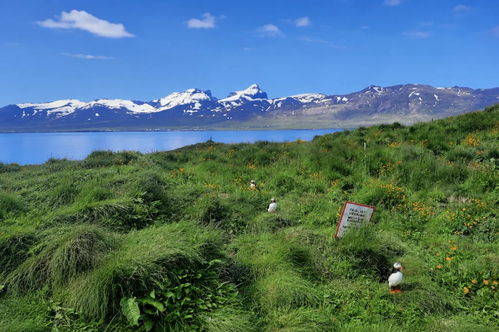 Frailecillos en pradera verde con vistas al fiordo y montañas nevadas en Borgarfjörður Eystri, Islandia