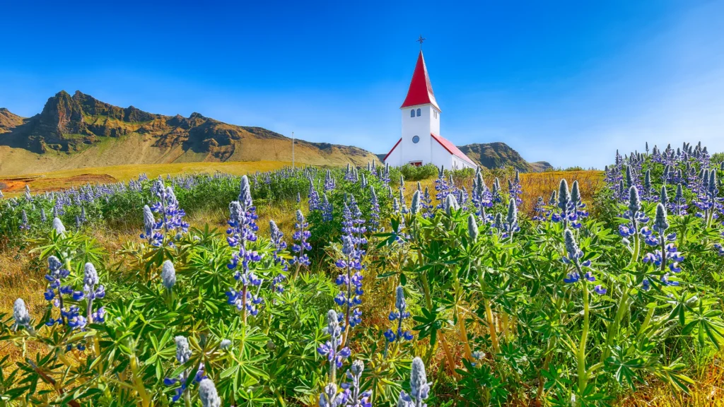 Iglesia Víkurkirkja al fondo de un campo de flores violetas en Vík, Islandia.